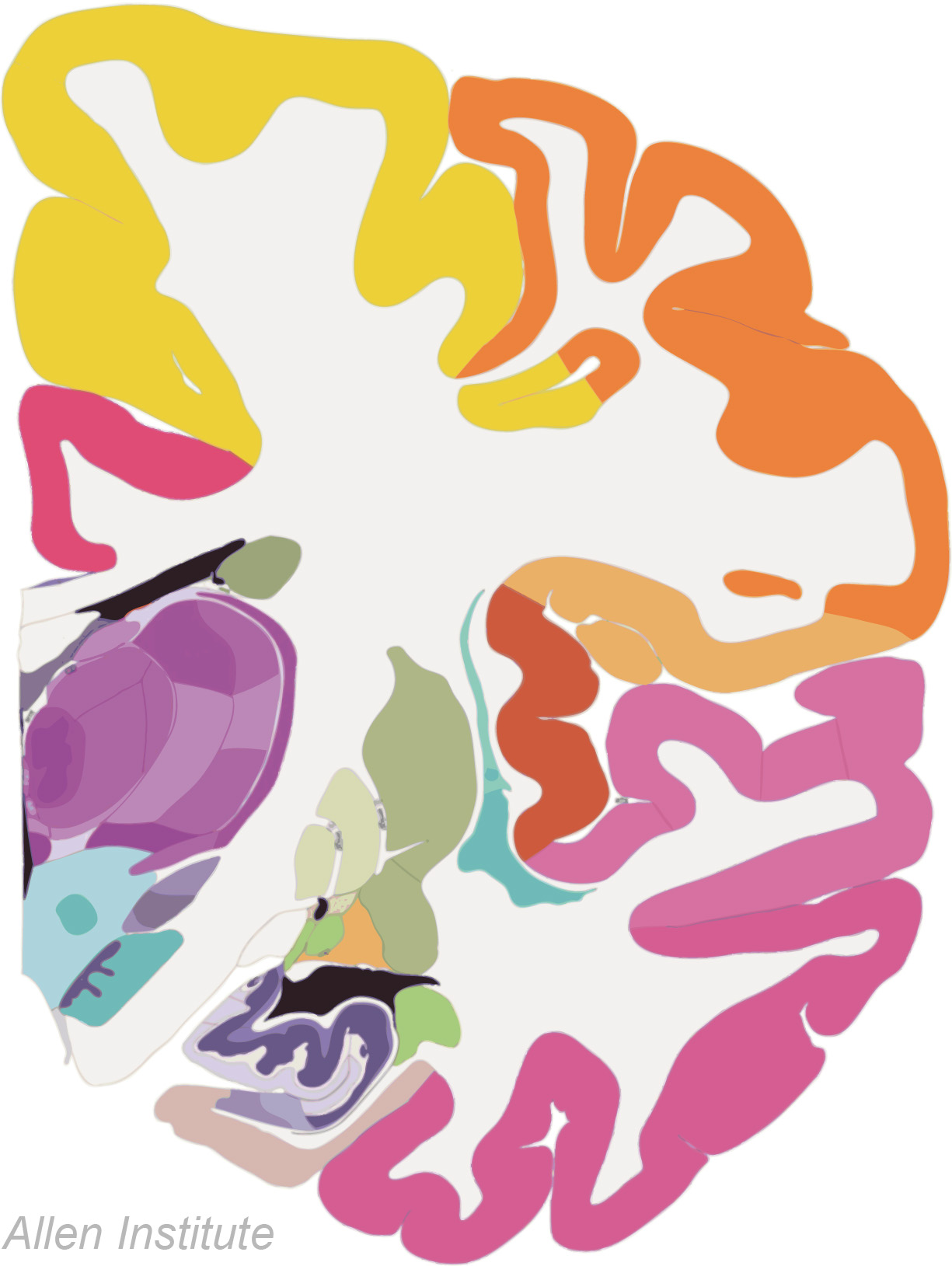 HumanCortex