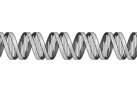 ADN