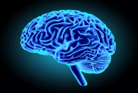 cerveau