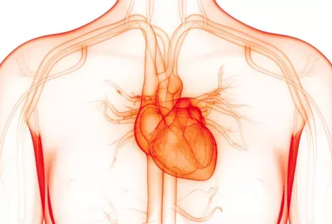 coeur droite gauche