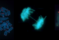 Images DNA repair, replicationand telomere