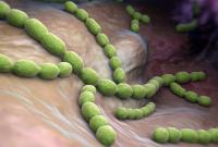 cellules immuno fischer