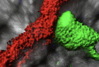 Vessels and transient neuron contact