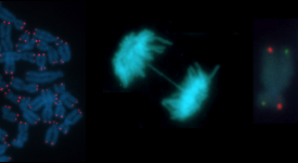 Images DNA repair, replicationand telomere