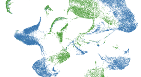 Kawasaki-like-Single_Cell