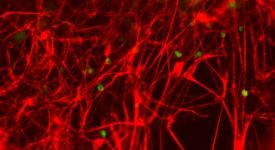 Image_scientofique-VCantagrel