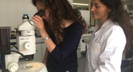 Sophie Saunier RHU rein