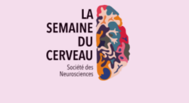 semaine cerveau