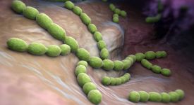 cellules immuno fischer