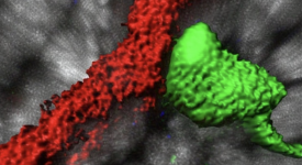 Vessels and transient neuron contact