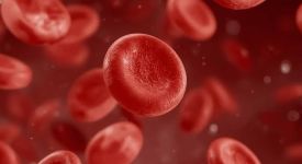 Globules rouges