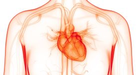 coeur droite gauche