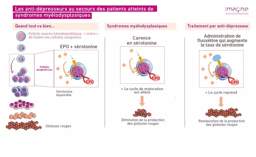 Schéma serotonine