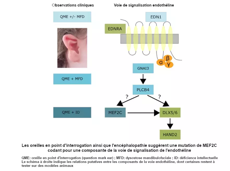 Voie de signalisation EDN1