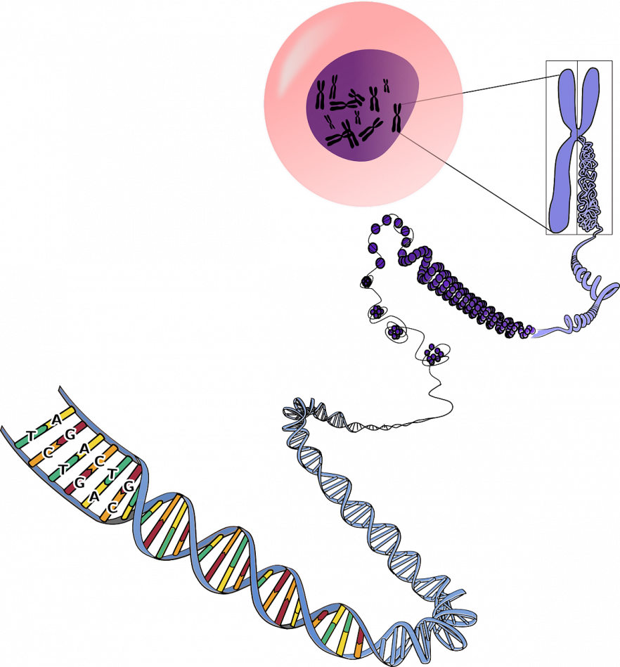 ADN cellules et lettres