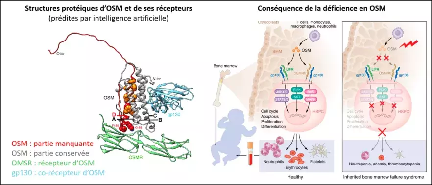 Figure Garrigue