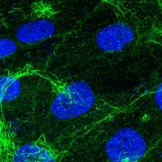 Cellules