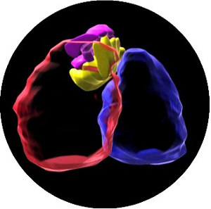 PD2021-coeur