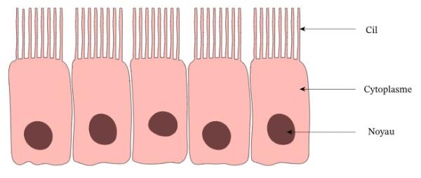 Schéma des cils cellulaires